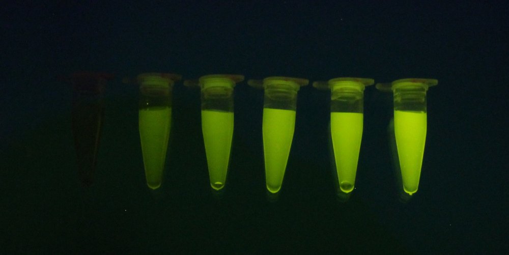 Introduction: Absorbance & Fluorescence Measurements